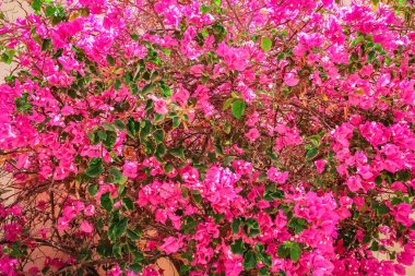 Güzel ağaçlar par doğada çiçek arka plan çalılar