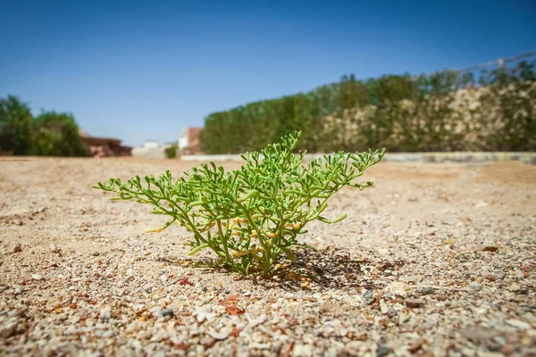 Растение на природе в парке у моря — стоковое фото