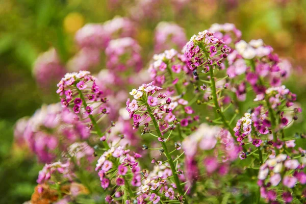 Beautiful flowers on nature in park background — Stock Photo, Image