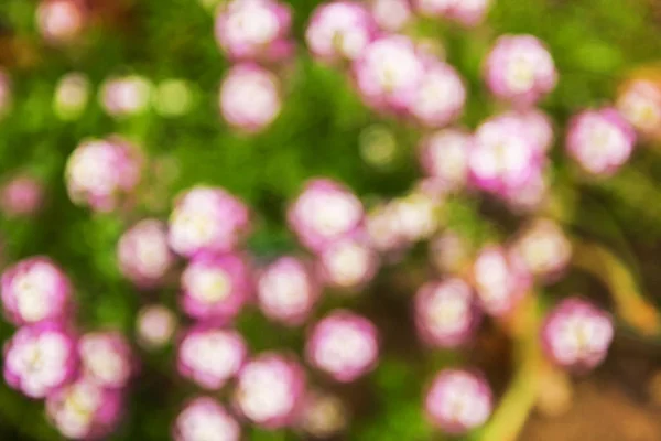 Beautiful flowers on nature in park background — Stock Photo, Image