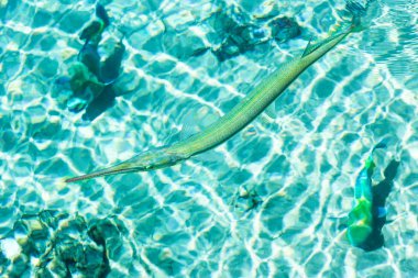 Deniz arka planda güzel resif balık