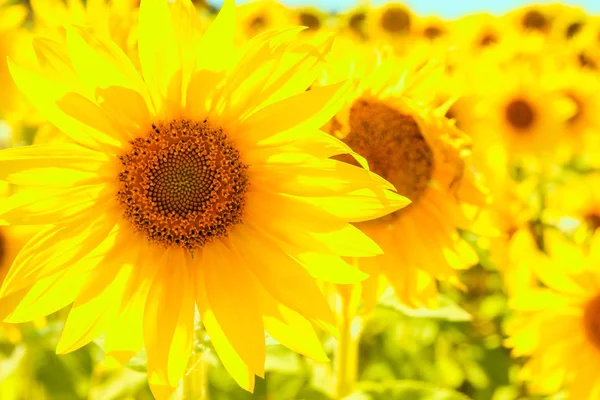 Ett fält av blommande solrosor mot en färgglad himmel — Stockfoto