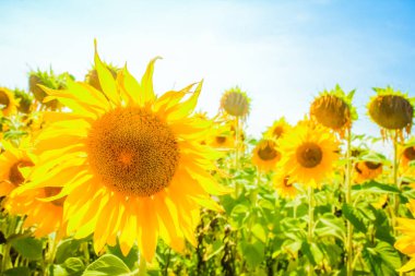 Renkli gökyüzüne karşı çiçek açan bir ayçiçeği tarlası.