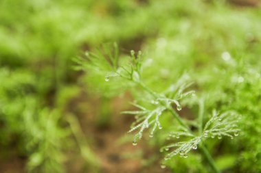 rezene yatağa büyür