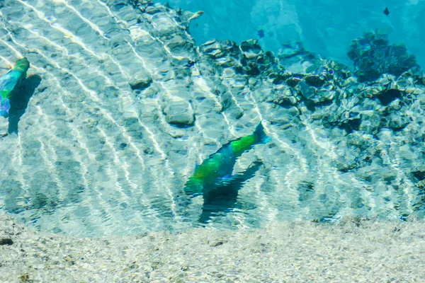 Belo peixe recife no fundo do mar — Fotografia de Stock