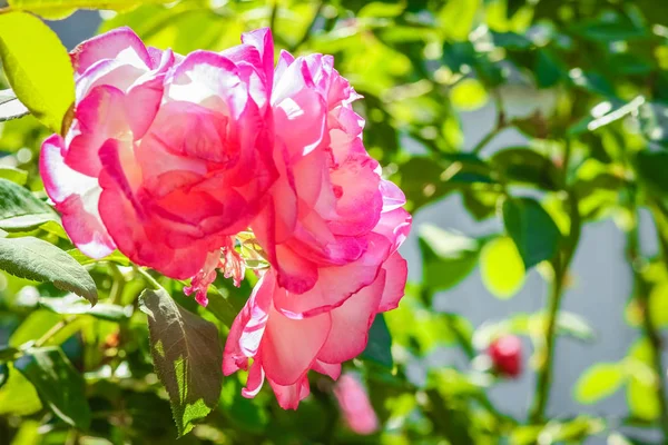 Mooie roos in een park op de natuur achtergrond — Stockfoto