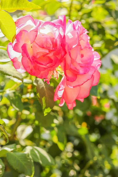 Bella rosa in un parco sullo sfondo della natura — Foto Stock