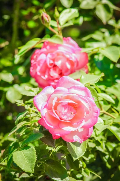 Bela rosa em um parque no fundo da natureza — Fotografia de Stock