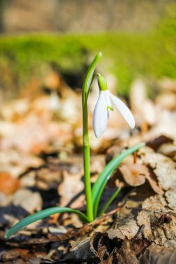 parkta doğada ilkbaharda güzel çiçekler kardelenler