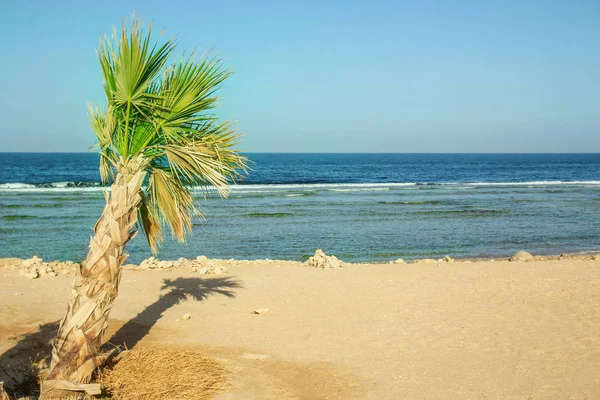 Bela palmeira no fundo da costa do mar — Fotografia de Stock