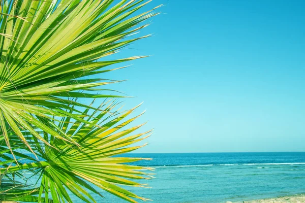 Hermosa palmera en el fondo de la orilla del mar —  Fotos de Stock