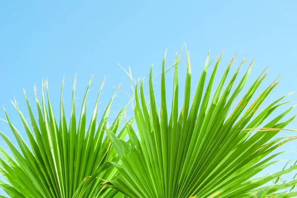 Prachtige palmboom aan de kust achtergrond — Stockfoto