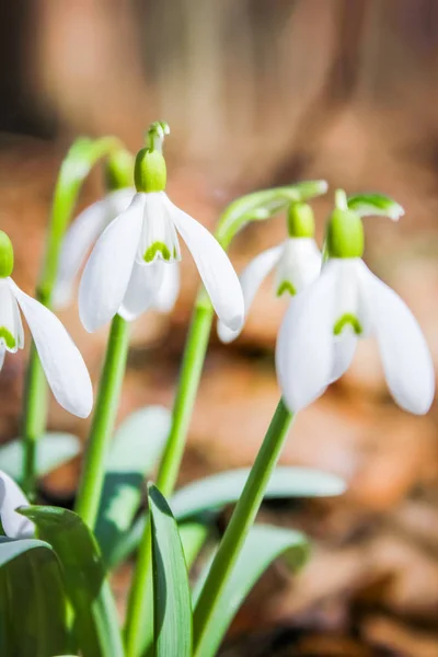 Beautiful flowers snowdrops in spring on nature in the park — Stock Photo, Image