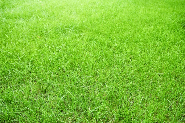 Mooie groene gras buiten in een park-achtergrond — Stockfoto
