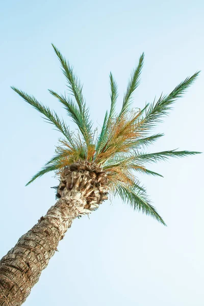 Palmeira na natureza pelo fundo da piscina do mar — Fotografia de Stock