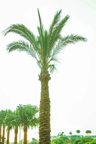 Palmier sur la nature au bord de la mer piscine fond — Photo
