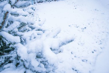 Park arka planında kış ağacı