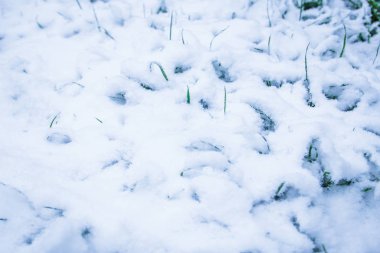 kardan güzel çimen