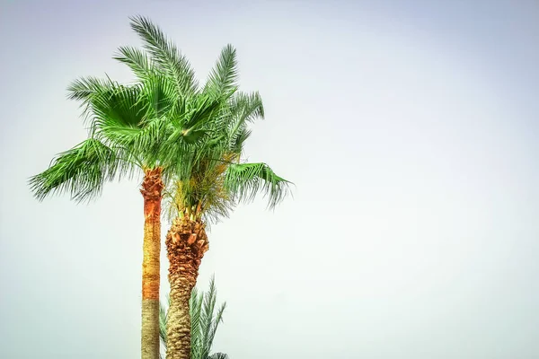 Palma na łonie natury na tle basenu morskiego — Zdjęcie stockowe