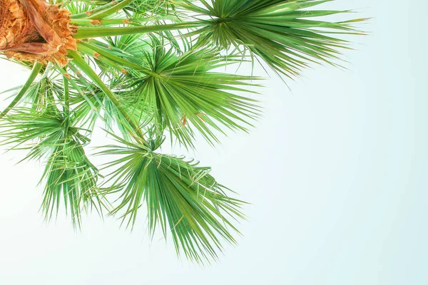 Palm tree on the nature by the sea pool background — Stock Photo, Image