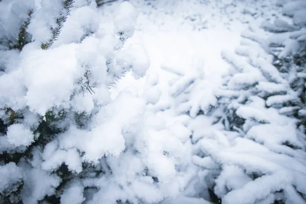 Winterbaum im Hintergrund des Parks — Stockfoto