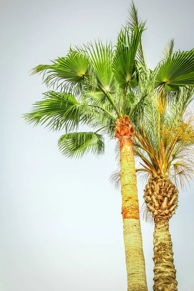 Palmera en la naturaleza por el fondo de la piscina de mar — Foto de Stock