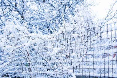 park arka planda kar altında güzel bitki