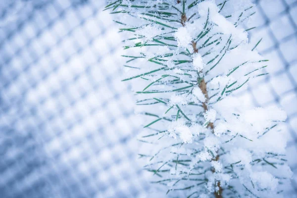 Zimní strom v parku pozadí — Stock fotografie
