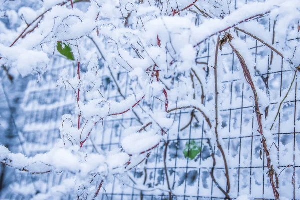 Krásná rostlina pod sněhem na pozadí parku — Stock fotografie