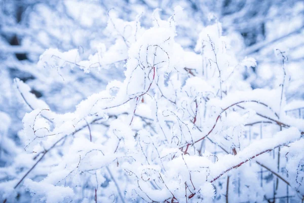 Hermosa planta bajo la nieve en el fondo del parque — Foto de Stock