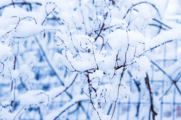 Bela planta sob neve no fundo do parque — Fotografia de Stock