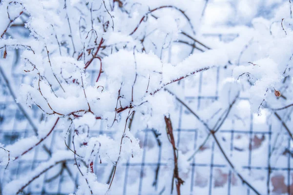 Krásná rostlina pod sněhem na pozadí parku — Stock fotografie