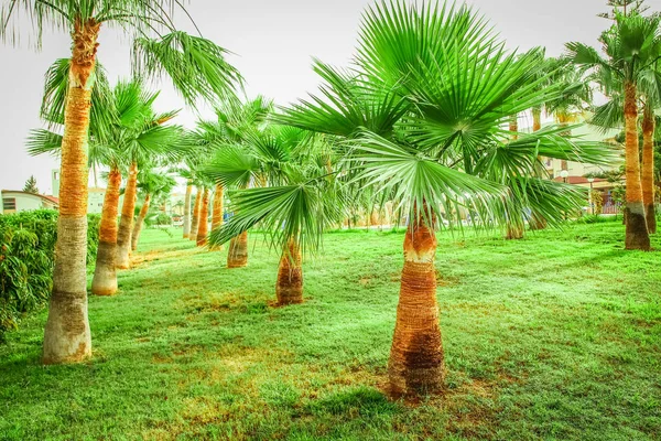 Palmier sur la nature au bord de la mer piscine fond — Photo