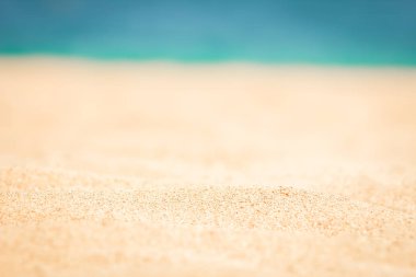 Denizde kum arka plan üzerinde şık güzel deniz kabuğu mercan