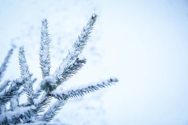 Park arka planında kış ağacı