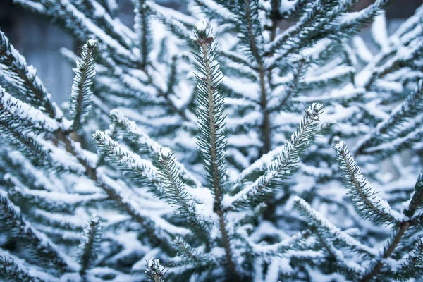 Árbol de invierno en el fondo del parque — Foto de Stock