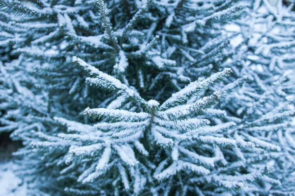 Árbol de invierno en el fondo del parque — Foto de Stock