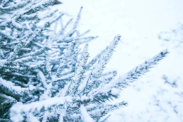 Árbol de invierno en el fondo del parque — Foto de Stock