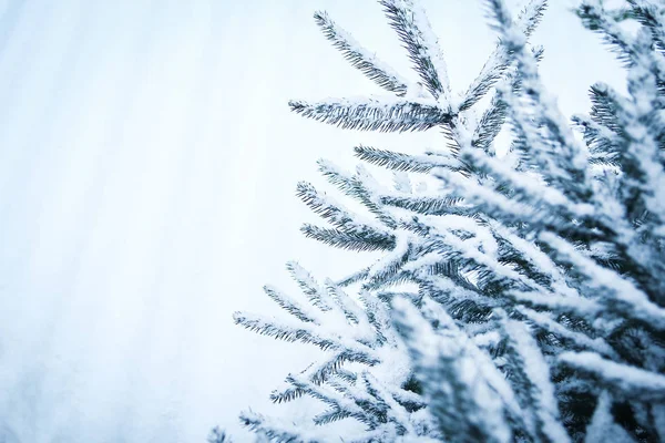 Arbre d'hiver en arrière-plan du parc — Photo