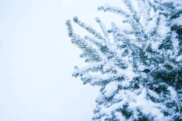公园背景下的冬树 — 图库照片