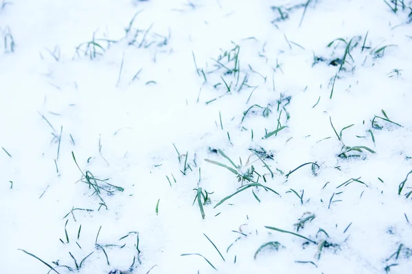 美丽的草美丽的草从雪 — 图库照片