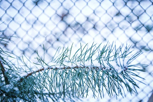 Winter tree in park background — Stock Photo, Image