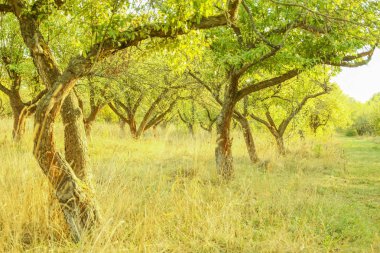 Çayırda park doğa yolu