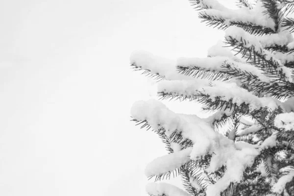 Schöner Hintergrund des Weihnachtsbaums im Naturpark — Stockfoto