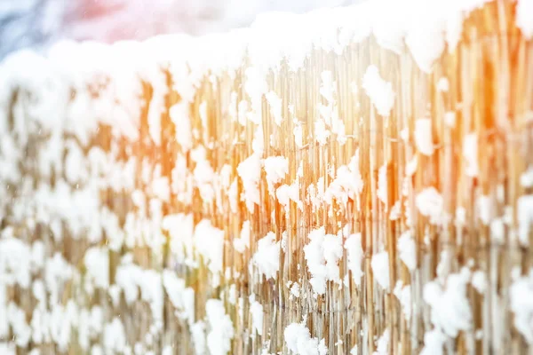 Bold fence in winter on nature in the park background — Stock Photo, Image