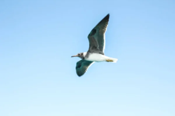 Belles goélands de mer volant sur fond de nature — Photo