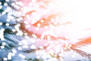 parkta doğada kışın güzel Noel ağacı dalı 