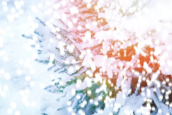 Vacker julgran filial på vintern på naturen i parken — Stockfoto