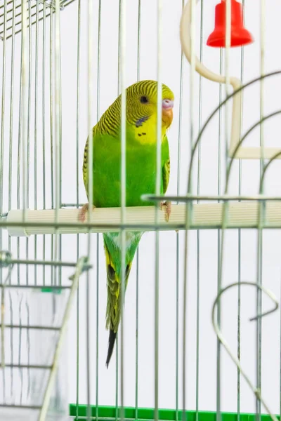 Mooie gelukkig papegaai in een kooi op de achtergrond — Stockfoto