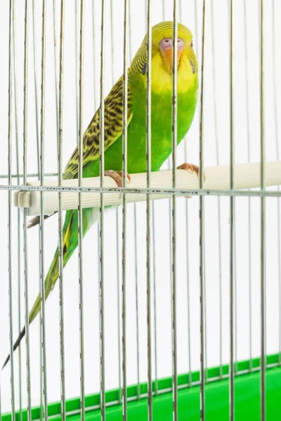 Mooie gelukkig papegaai in een kooi op de achtergrond — Stockfoto